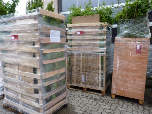 Versandbereite Heckenpflanzen