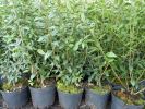 Liguster-Ligustrum