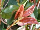 Photinia-Glanzmispel