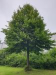 Baumlieferservice