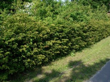 Pflanzen mit Anwachsgarantie | Taxus baccata - Eiben (topfgewachsen) | hier  gnstig kaufen