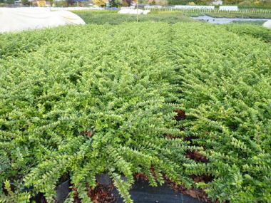 Pflanzen mit Anwachsgarantie | Lonicera Nitida Maigrn - Bschungsmyrthe |  hier gnstig kaufen