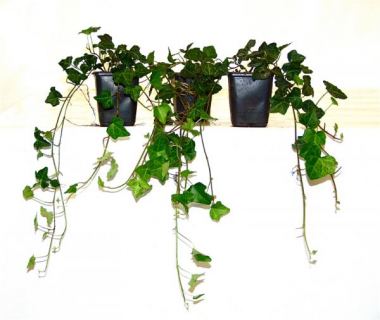 Pflanzen mit Anwachsgarantie | Hedera helix - Efeu | hier gnstig kaufen