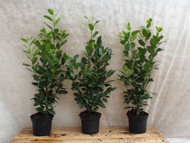 marginata Dracaena marginata – The Victorian Atlanta main image 1
