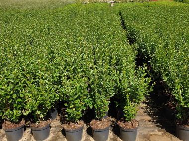 Pflanzen mit Anwachsgarantie | Ligustrum Ovalifolium - Ovalblttriger  Liguster | hier gnstig kaufen