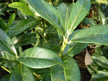 monstera wert Zimmerpflanzen Dünger, Monstera Dünger, 6 Monate Depotwirkung – PlantMe main image 1