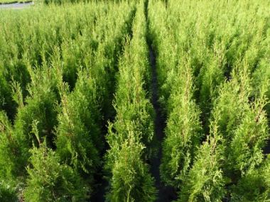 thuja smaragd 120 Thuja Smaragd 100-120 cm - Häckväxt