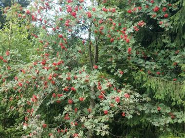 Pflanzen mit Anwachsgarantie | Sorbus aucuparia - Vogelbeere 50-80 cm |  hier günstig kaufen