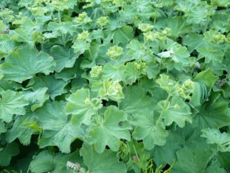 Alchemilla / Frauenmantel