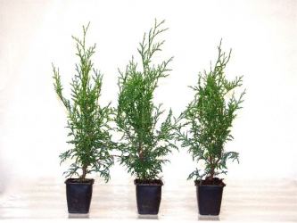 Thuja brabant im 0,5L Topf, 30-40 cm Größe 30-40cm, 1L Topf