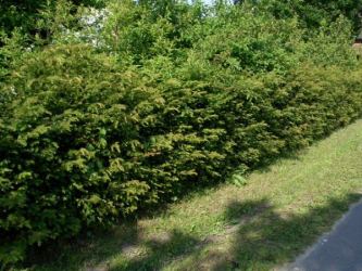 Taxus baccata - Eiben (topfgewachsen) Größe 80-100 cm, im 5-7,5L Container