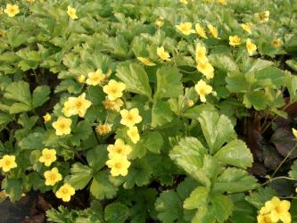 Waldsteinia - Golderdbeere