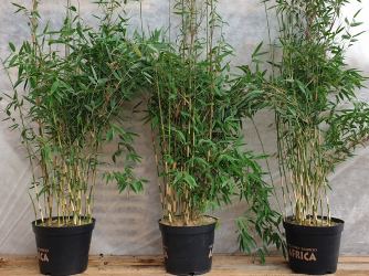 rechtsstreit_Bambus Fargesia 'Red Zebra' Größe 125-150 cm