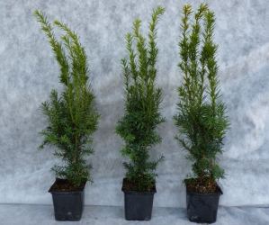 Taxus media 'Hillii' - Bechereibe Größe 30-40cm