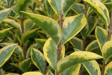 Ligustrum Ovalifolium Aureum - Goldliguster Goldliguster aureum, 100-125 cm groß