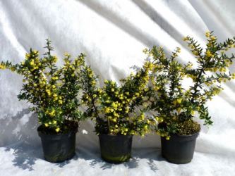 Silber-Berberitze 'frikartii' Verrucandi, 30-40 cm 