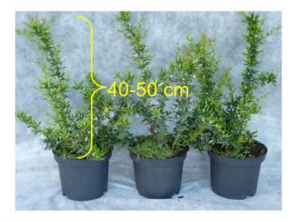 Silber-Berberitze 'frikartii' Verrucandi, 40-50cm 