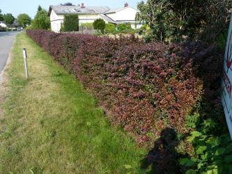 Hecken-Blutberberitze im Container Größe 100-125 cm, 3-5L Topf