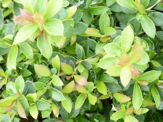 Berberis buxifolia Nana - Buxusblättrige Berberitze