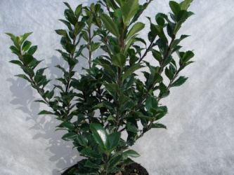 Ilex Heckenstar - Stechpalme Größe 80-100 cm, 7,5 L Topf