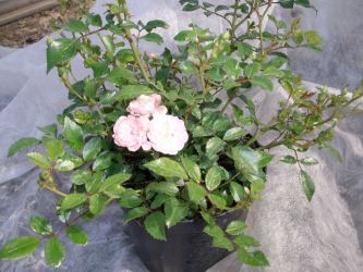 Bodendeckerrose 'The fairy'