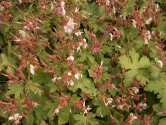 Geranium macrorrhizum spessart - Storschschabel