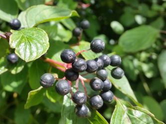 Roter Hartriegel im 1L Topf