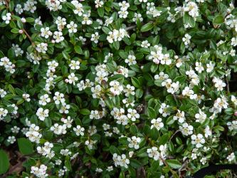 Cotoneaster 'Coral beauty' - Kriechmispel, 20-30cm