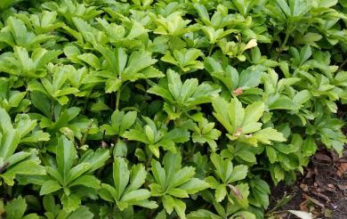Pachysandra Terminalis - Dickmännchen