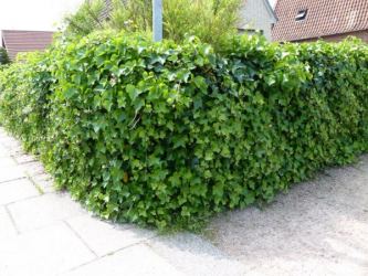 Hedera Hibernica - Irischer Efeu Efeu Hibernica im 0,5L Topf,  Trieblänge 40-60 cm