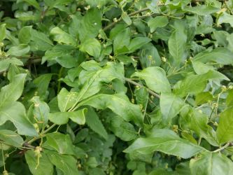 Euonymus europaeus - Europäisches Pfaffenhütchen
