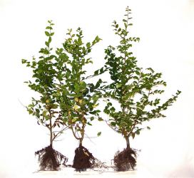 Carpinus Betulus - Hainbuchen wurzelnackt Größe 100-125cm