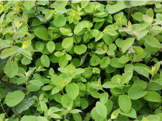 Lonicera Xylosteum - Heckenkirsche