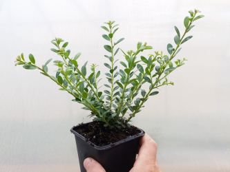 Bergilex Glorie Gem Ilex 'Glorie Gem', 15-20 cm groß im 0,5 L Topf