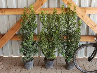 Extra kräftige Pflanzen, Bedarf 2 1/2 pro Meter Größe 100-125 cm, 7,5L Container