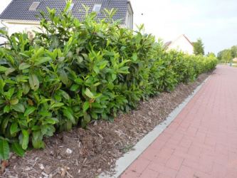 Kirschloorbeer rotundifolia im Container Größe 80-100cm, 3-5L Topf