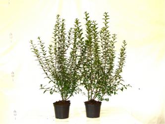 Ligustrum atrovirens - Liguster 30-60cm im 1L Container