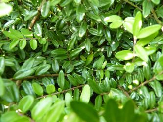 Lonicera Nitida Elegant - Böschungsmyrthe