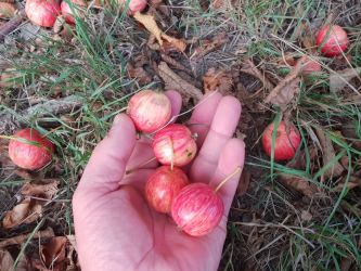 Malus sylvestris - Europäischer Wildapfel