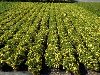Potentilla fruticosa 'Kobold' - Gelber Fünffingerstrauch 