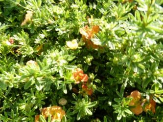 Potentilla fruticosa 'Red Ace' - Rot-Orangener Fünffingerstrauch