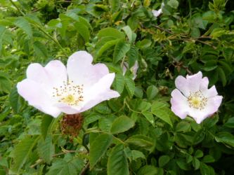 Rosa Canina - Hundsrose