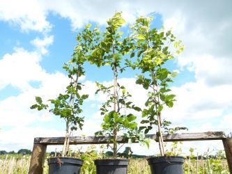 Fagus sylvatica - Rotbuchenpflanzen Größe 175-200cm, 7,5L