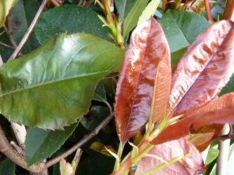 Photinia - Rote Glanzmispel Größe 100-125 cm, 3L Container