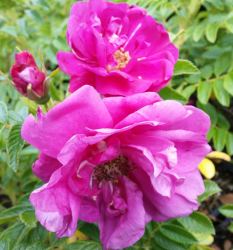 Bodendeckerrose 'Rotes Meer'