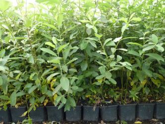 Salix Caprea - Salweide