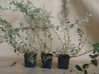 Salix repens argentea - Silber-Kriechweide