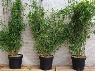 Bambus Fargesia nitida 'Black Pearl' Größe 125-150 cm, im 7,5L Container