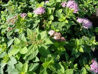 Spiraea japonica 'Little Princess' - Rosa Zwergspiere