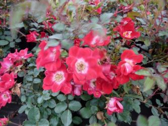 Bodendeckerrose 'The fairy red'